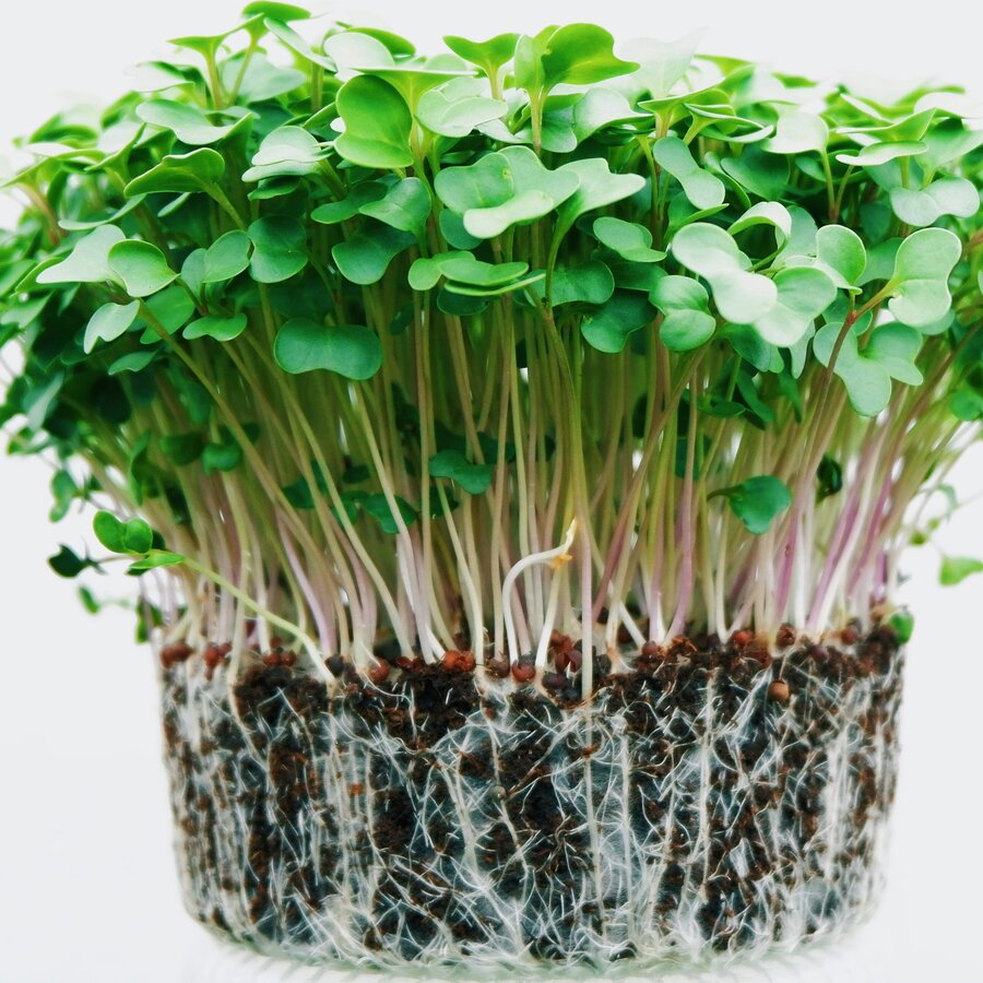 Fresh microgreens grown by Diya's Greens