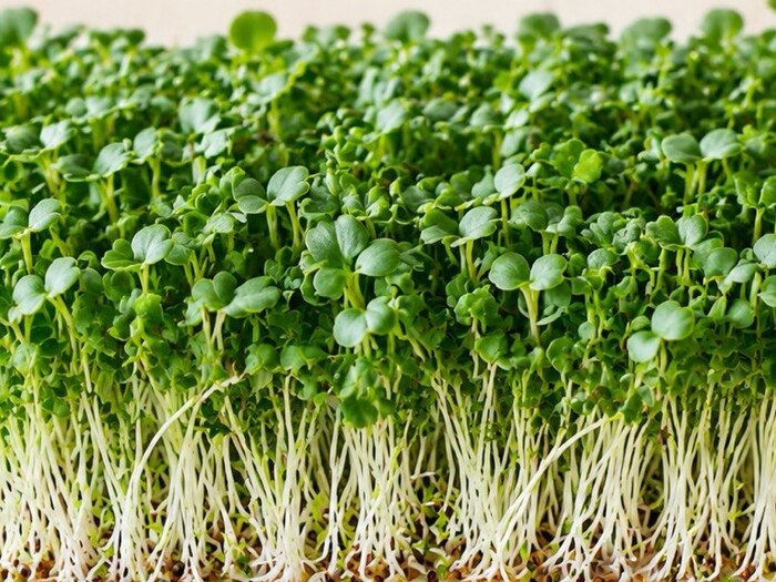 Broccoli microgreens