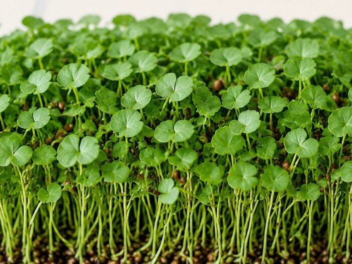 Horse Gram microgreens
