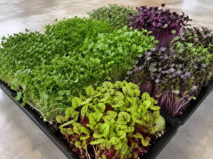 Mixed microgreens tray
