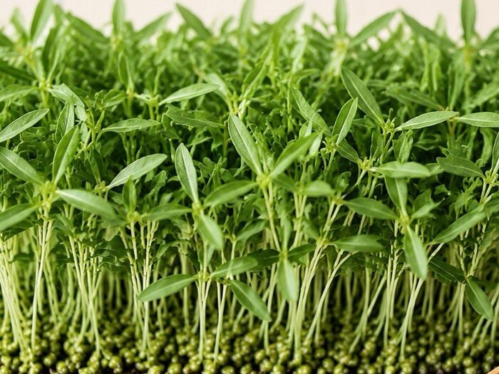 Moong Gram microgreens