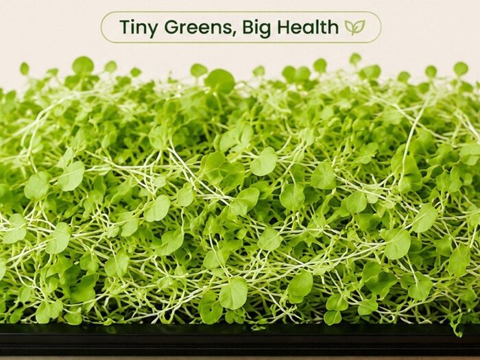 Mustard microgreens