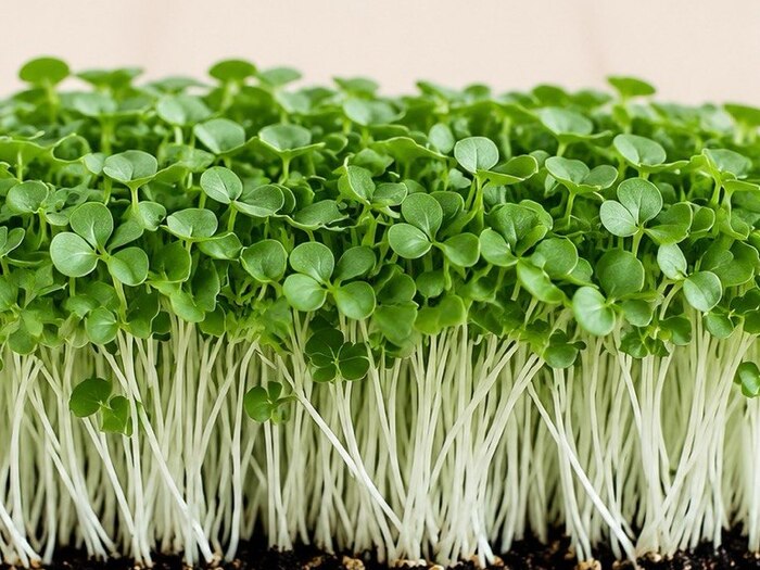 Pak Choi microgreens