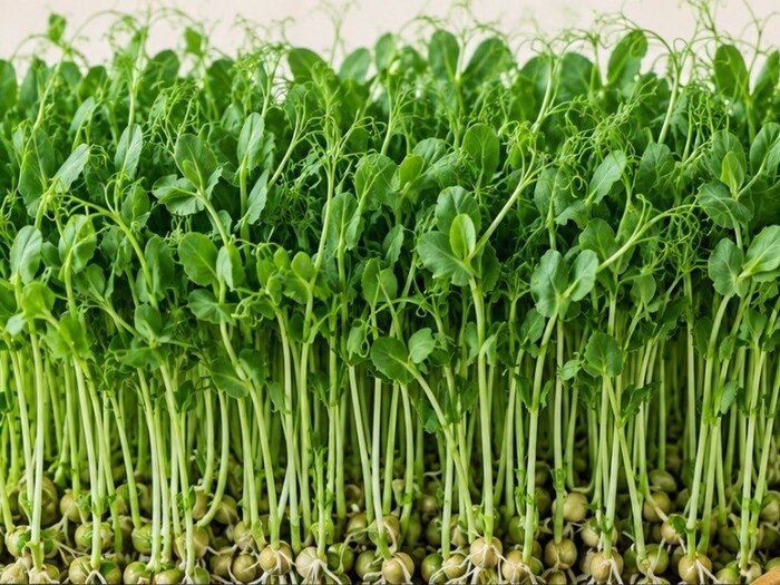 Pea Shoots microgreens