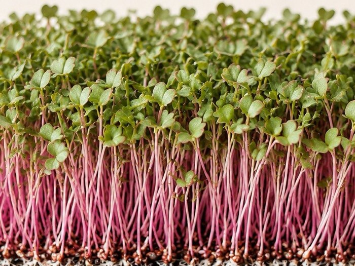 Pink Radish microgreens